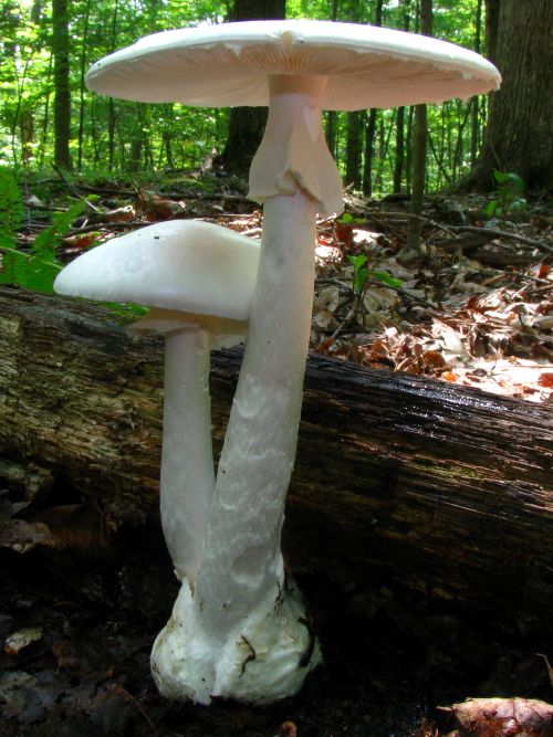 Destroying angel mushroom Amanita virosa growing in woodland