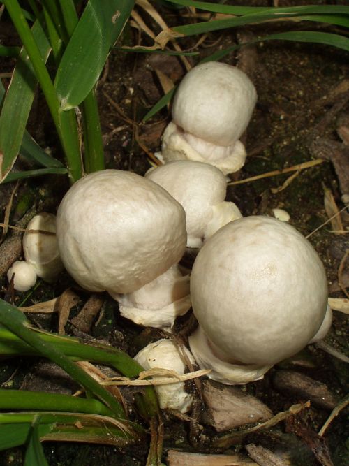 Young destroying angel mushrooms Amanita virosa growing on woodland floor