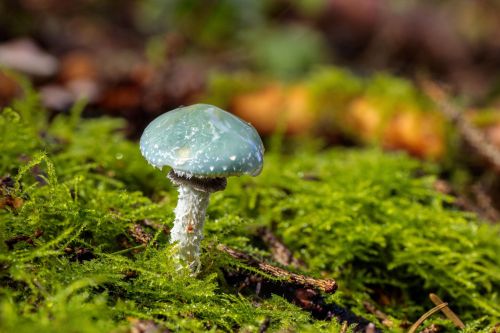 Close-up of verdigris agaric mushroom Stropharia aeruginosa with blue-green cap and white scaly stem in woodland