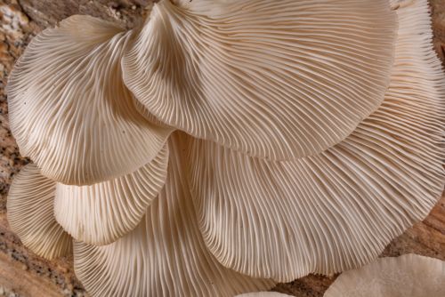 Close up of angel wings mushroom gills growing on wood