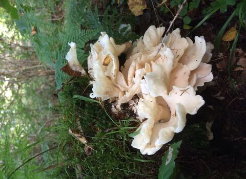 Angel wings mushrooms growing in woodland on fallen log