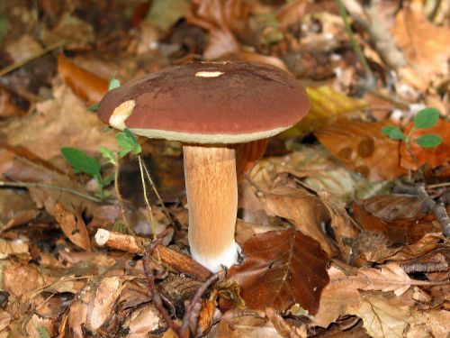Bay bolete mushroom with brown cap growing in forest floor leaves