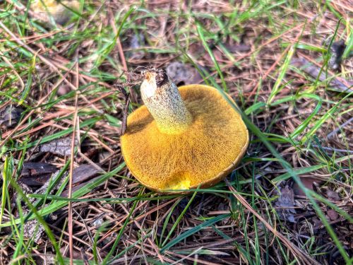 Underside of bay bolete mushroom with yellow pore surface