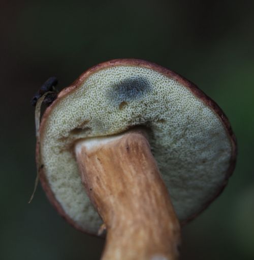 Underside of bay bolete mushroom showing sponge like pores