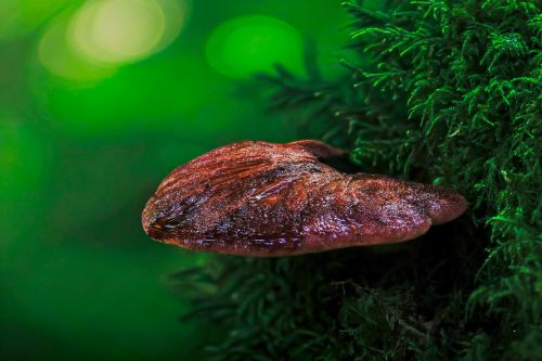 Wild beefsteak fungus growing from tree trunk in woodland