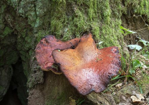 Wild beefsteak fungus with reddish cap growing on tree trunk