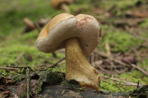 Bitter bolete mushroom with brown cap growing on mossy woodland floor