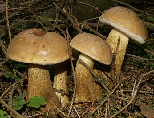 Group of bitter bolete mushrooms growing on woodland forest floor