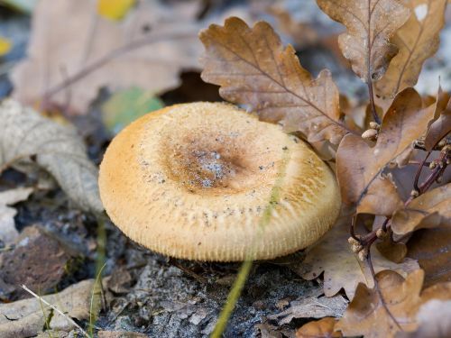 Brown roll rim mushroom growing among fallen woodland leaves