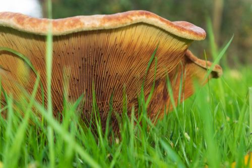 Brown roll rim mushroom underside showing crowded brown gills