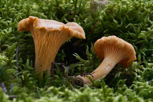 Golden chanterelle mushrooms growing in mossy woodland floor