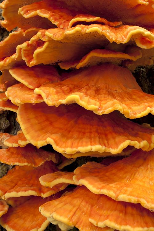 Chicken of the woods mushroom cluster with bright orange shelves