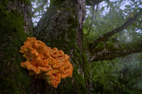 Chicken of the woods mushroom growing on tree trunk in woodland