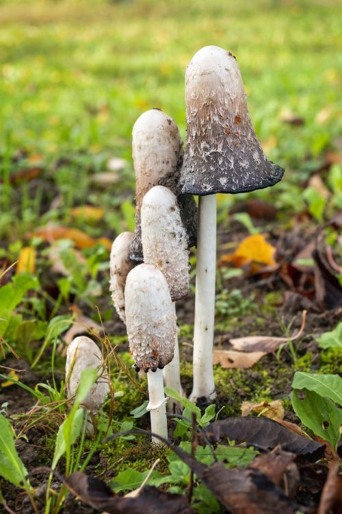 Common ink cap mushrooms growing in grass on woodland floor