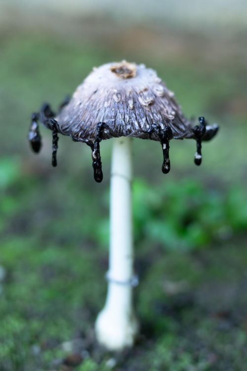 Common ink cap mushroom dissolving into black ink