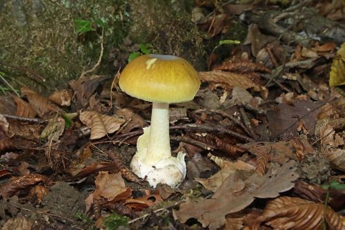Poisonous death cap mushroom with greenish cap in forest