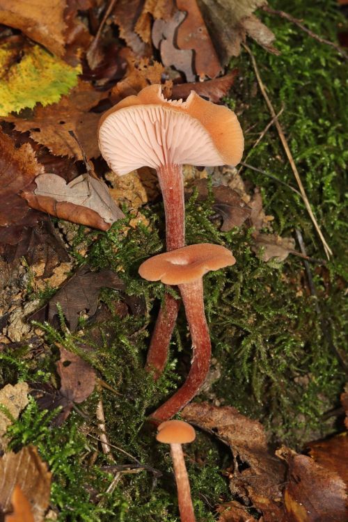 Deceiver mushroom Laccaria laccata showing pale gills in woodland