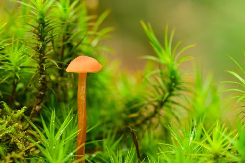 Deceiver mushroom Laccaria laccata growing in mossy woodland