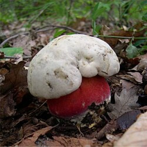 Devils bolete mushroom Rubroboletus satanas with red stem on woodland floor