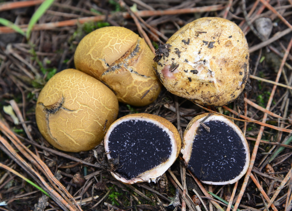 Earthball mushroom Scleroderma citrinum cut open showing black interior
