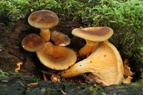 False chanterelle mushrooms Hygrophoropsis aurantiaca growing on rotting wood