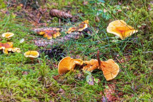Group of false chanterelle mushrooms Hygrophoropsis aurantiaca on woodland floor