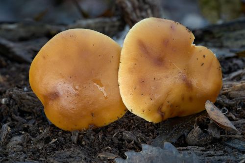 Funeral bell mushrooms Galerina marginata growing on decaying wood