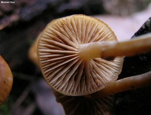 Funeral bell mushroom Galerina marginata underside showing brown gills