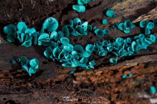 Cluster of green elfcup mushrooms Chlorociboria aeruginascens on rotting wood