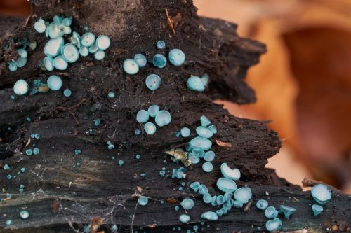 Small green elfcup mushrooms growing on deadwood in woodland