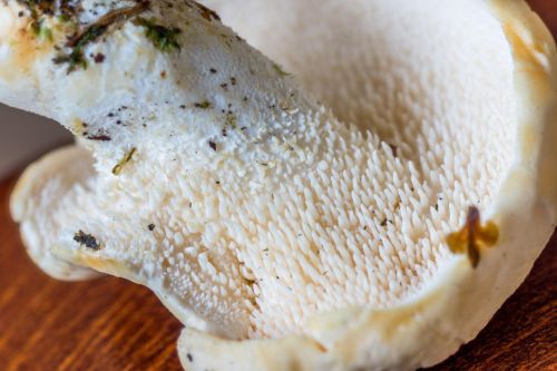Hedgehog mushroom Hydnum repandum underside showing white spines