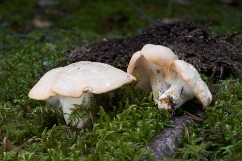 Hedgehog mushrooms Hydnum repandum growing in mossy woodland