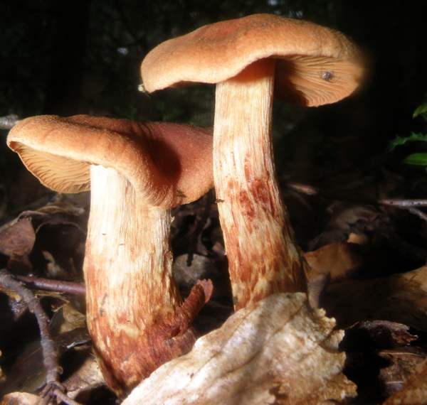 Lilac brown cort mushroom Cortinarius alboviolaceus growing on woodland floor