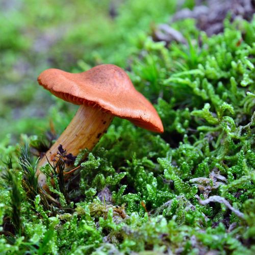Lilac brown cort mushroom Cortinarius alboviolaceus growing in mossy woodland