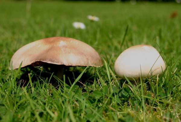 Meadow mushrooms Agaricus campestris growing in grassy meadow