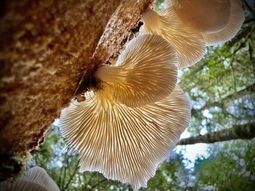 Oyster mushroom Pleurotus ostreatus underside showing white gills on tree