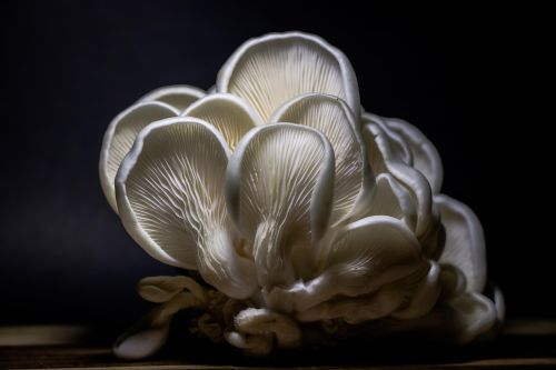 Oyster mushroom cluster Pleurotus ostreatus showing white gills
