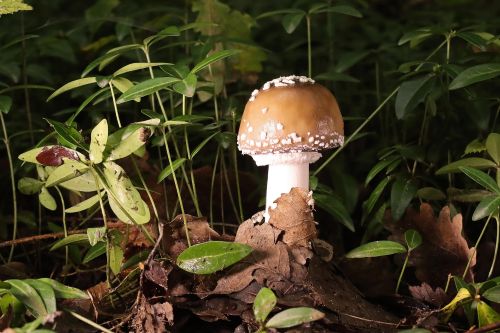 Panther cap mushroom Amanita pantherina growing on woodland floor