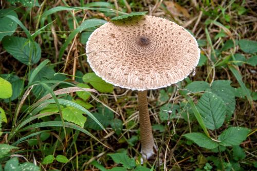 Parasol mushroom Macrolepiota procera with scaly cap growing in grass