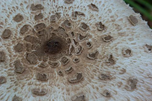 Parasol mushroom Macrolepiota procera cap close up showing brown scales