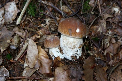 Porcini mushrooms Boletus edulis growing among woodland leaves