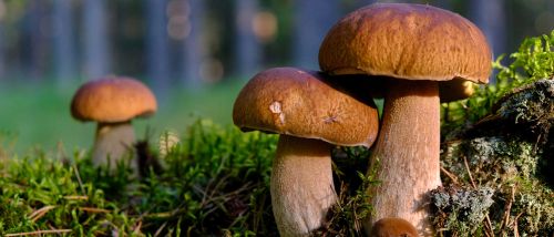 Porcini mushrooms Boletus edulis growing in mossy woodland