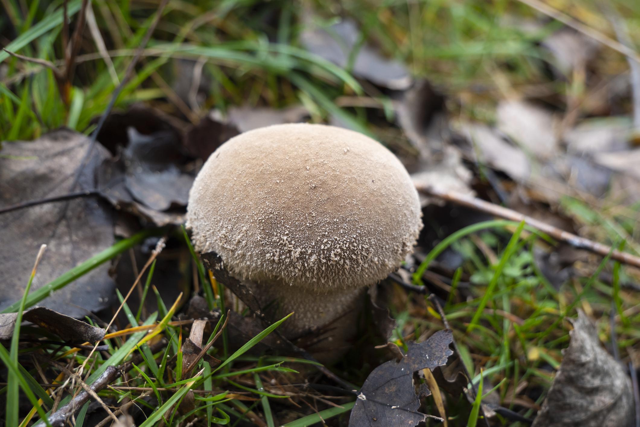 Common puffball mushroom Lycoperdon perlatum growing on woodland floor