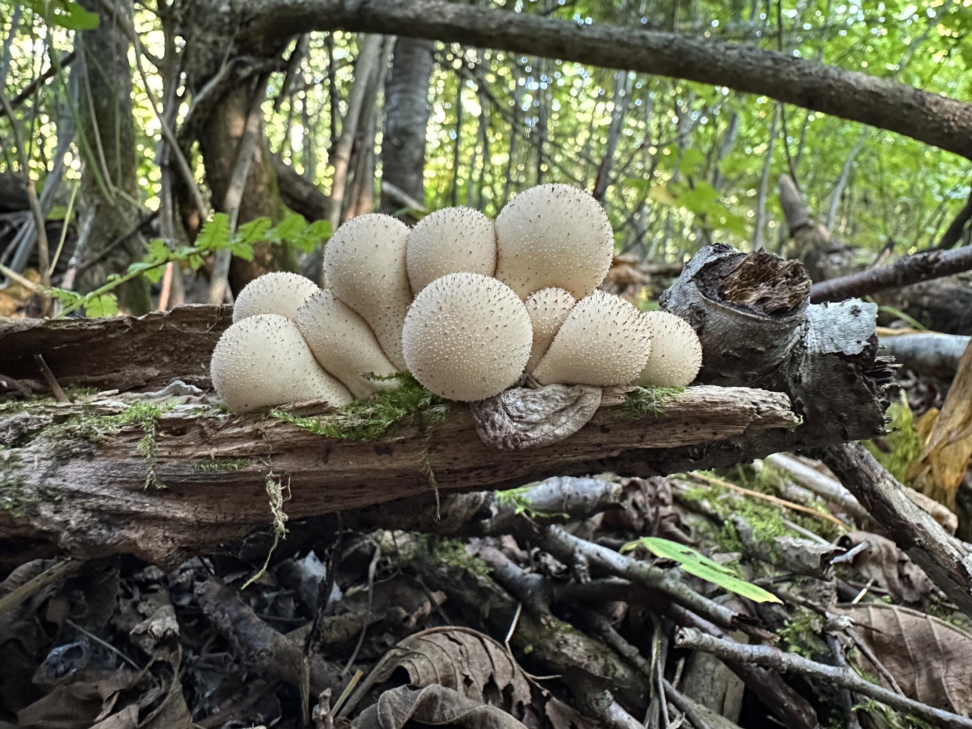 Cluster of common puffball mushrooms Lycoperdon perlatum growing on decaying wood in woodland