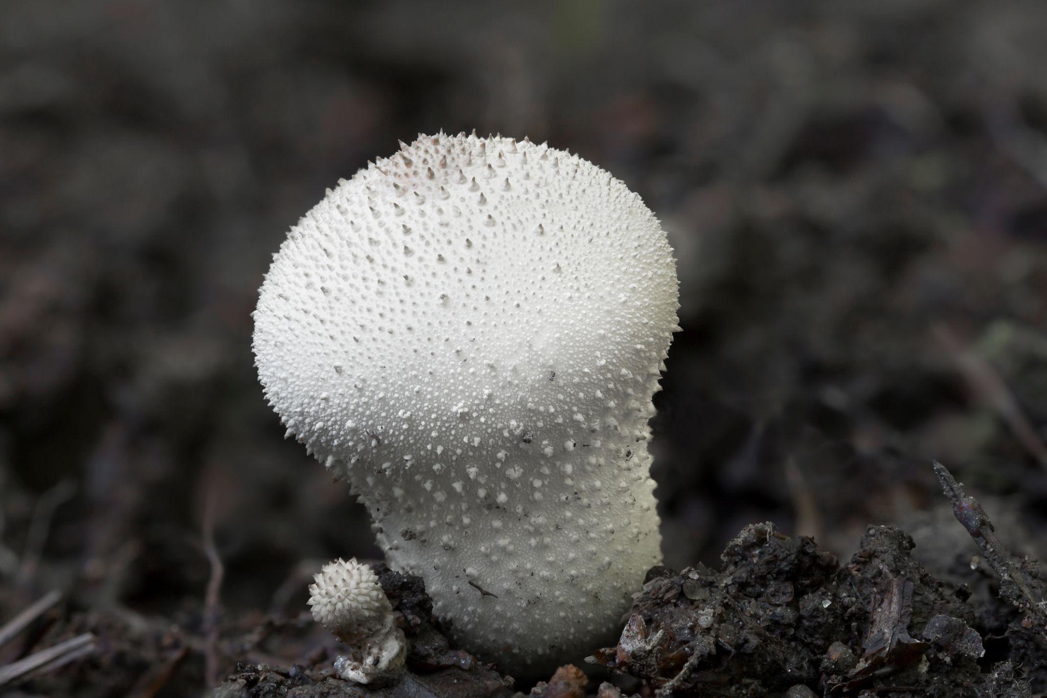 Common puffball mushroom Lycoperdon perlatum showing white spiny surface on woodland floor
