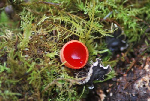Scarlet elfcup mushroom Sarcoscypha coccinea growing on woodland floor