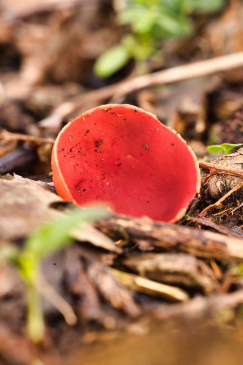 Scarlet elfcup mushroom Sarcoscypha coccinea growing on woodland floor