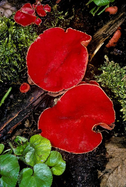 Scarlet elfcup mushrooms Sarcoscypha coccinea growing on woodland debris