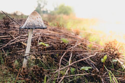 Shaggy ink cap mushroom Coprinus comatus dissolving into black ink on grassland floor