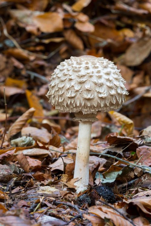 Shaggy parasol mushroom Chlorophyllum rhacodes growing on woodland floor among leaves